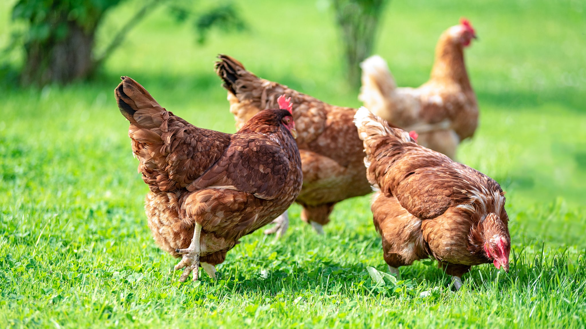 Backyard chickens