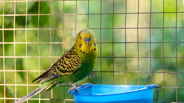 A pet bird in a cage