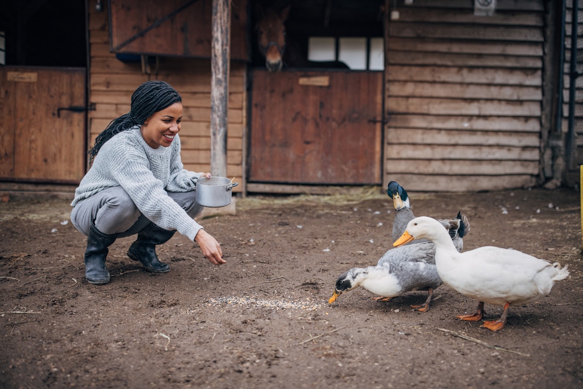 A woman crouches to feed ducks