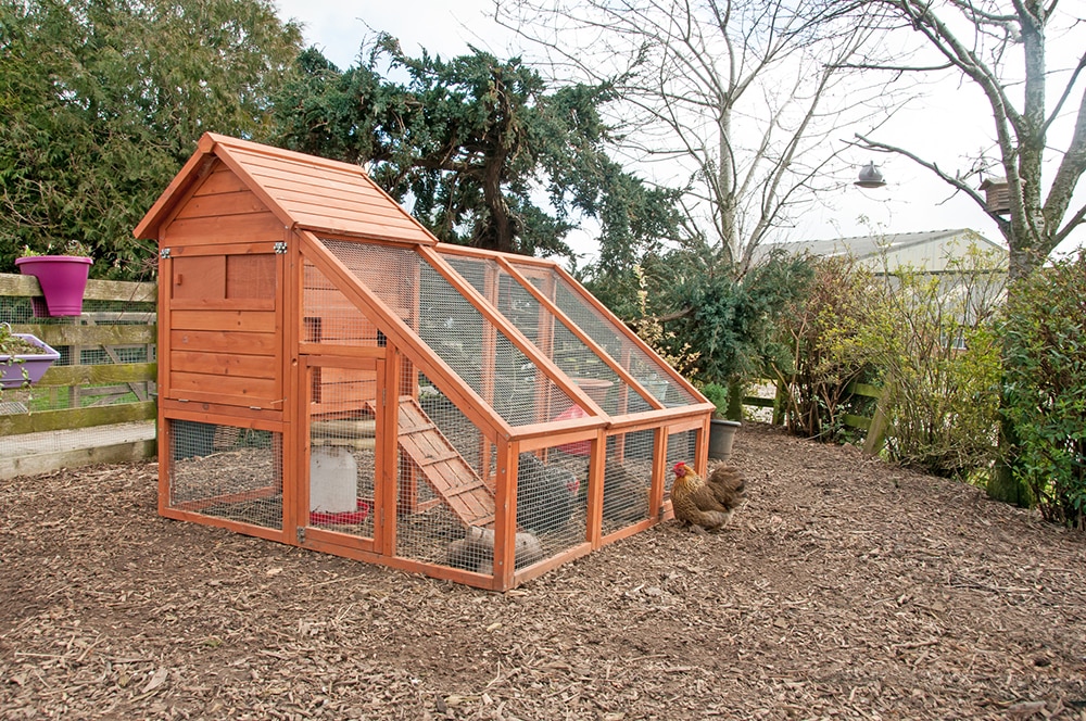 A chicken coop in yard