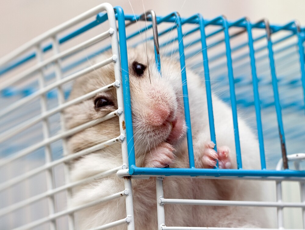 Hamster in cage