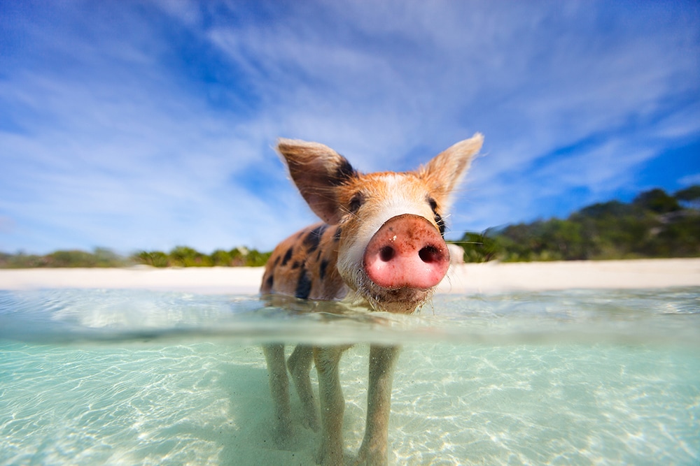 Swimming pigs of Exumas