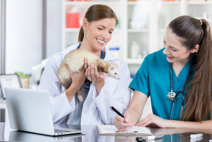 Veterinarians examining a pet ferret.