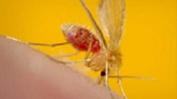 leishmaniasis-sandfly