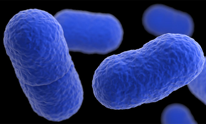 Listeria image.