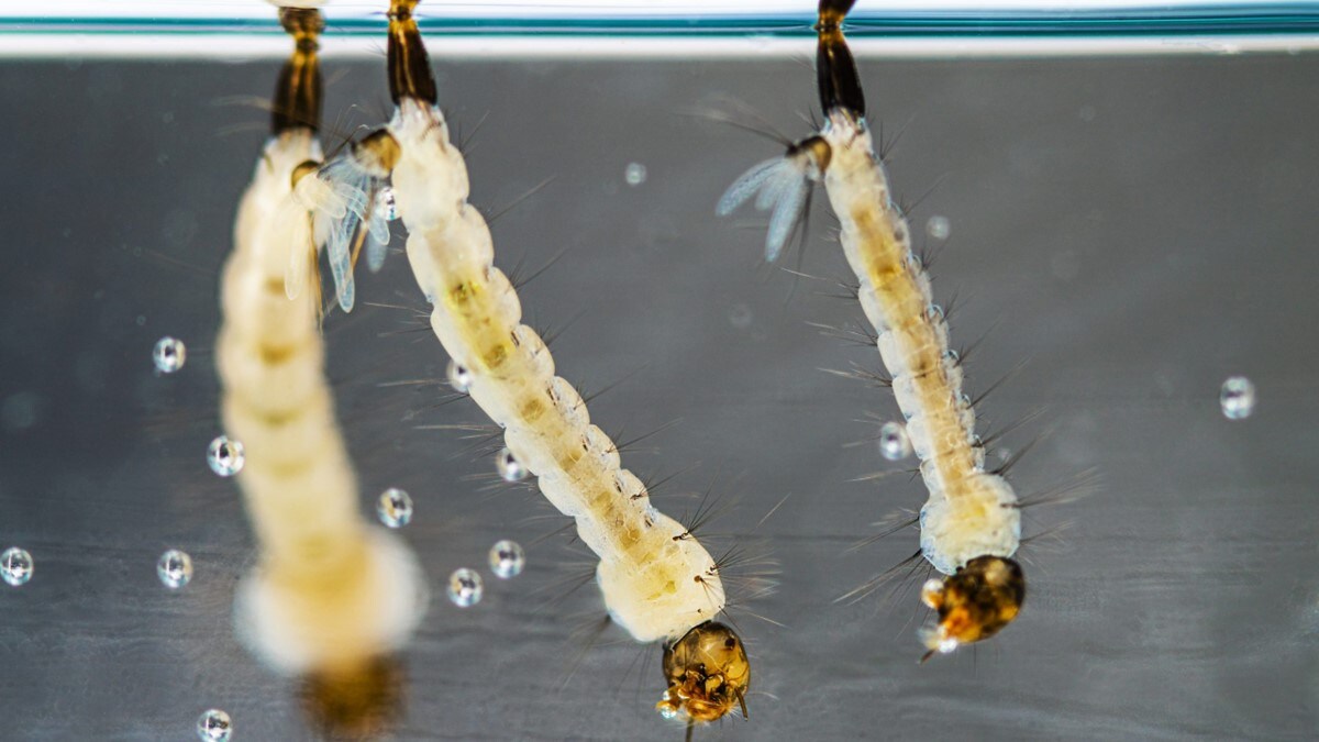 Aedes aegypti mosquito larvae in standing water