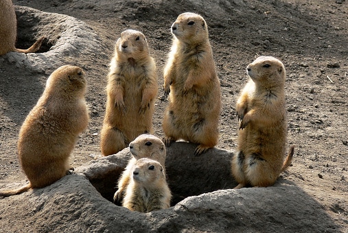 prarie dogs