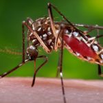 One of Gathany's most famous photographs: the female Aedes aegypti mosquito