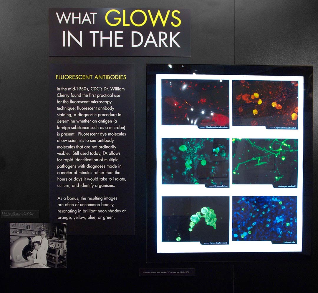 fluorescent-antibodies-installation-1080px fluorescent antibodies installation