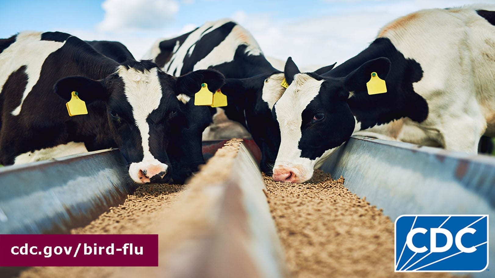 Three black and white cows are eating feed from a metal trough. The cows have yellow tags on each of their ears. In the bottom left-hand corner, text overlay says "cdc.gov/bird-flu" and in the bottom right-hand corner is the CDC logo.