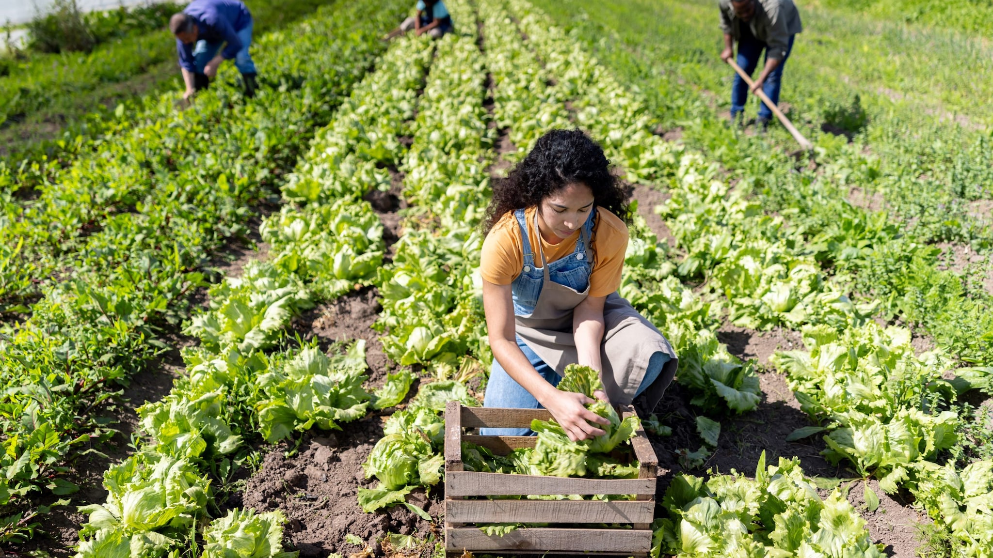 Female farmer kneeling down and harvesting crop in sunshine