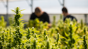 Commercial Growth of Cannabis on a Farm. kmatija - iStock/Getty Images Plus