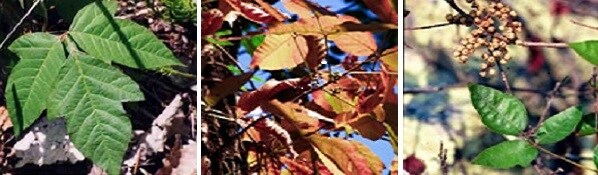 Three images of poison ivy to aid in plant identification.