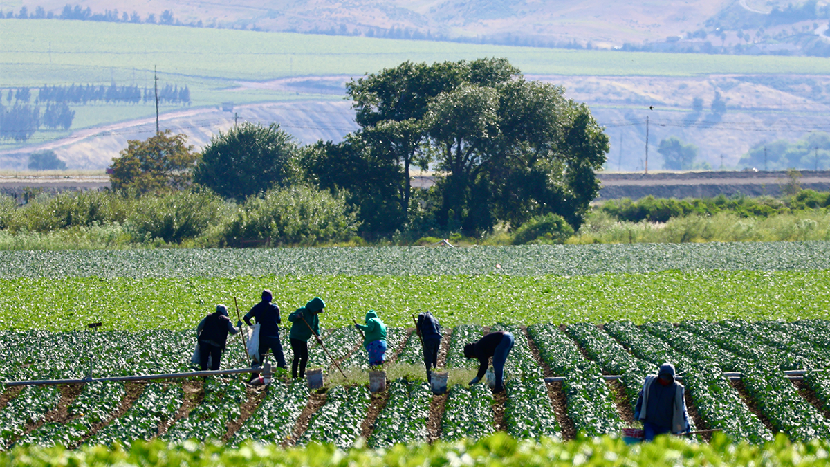 A long distance shot of workers in a field of crops with hazy smoke-filled air in the distance.