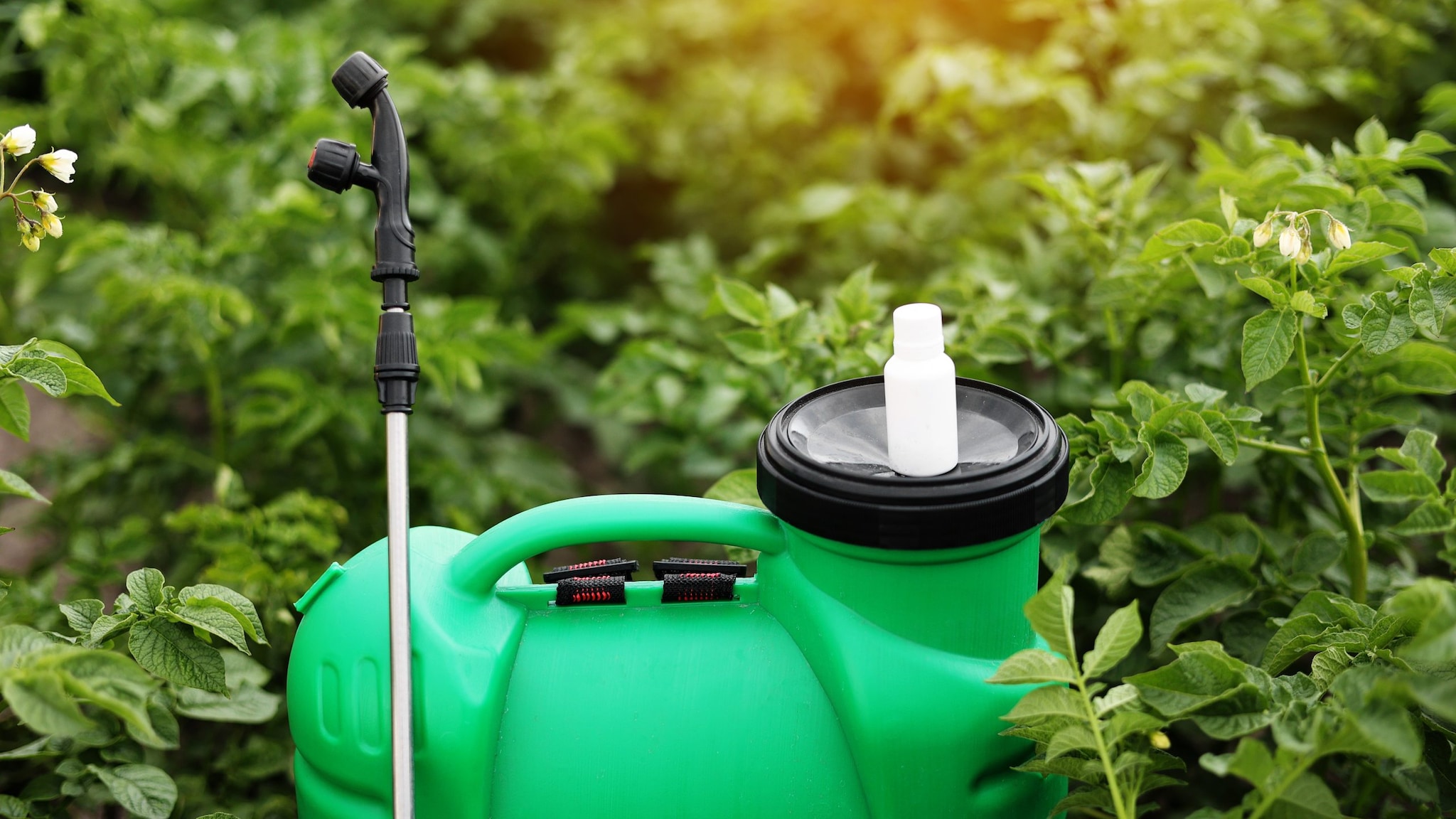 Bottle of pesticide, or herbicide for protecting plants from diseases and pests. photo by Andrii Medvediuk/Getty Images