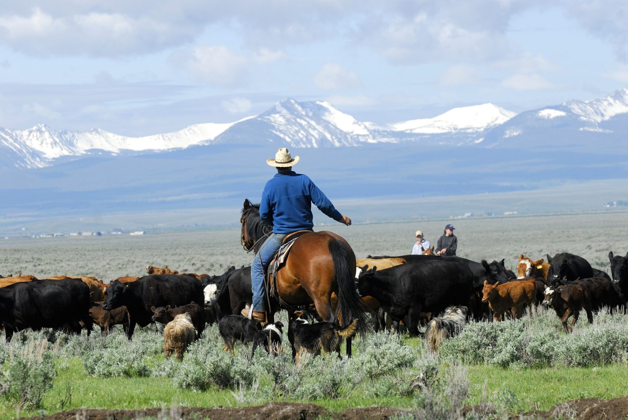 A person wearing a cowboy hat rides a horse while herding cattle in a field, with snow-capped mountains in the background and other riders visible in the distance.