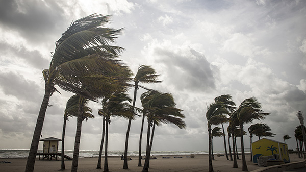 Palm trees blowing in hurricane winds