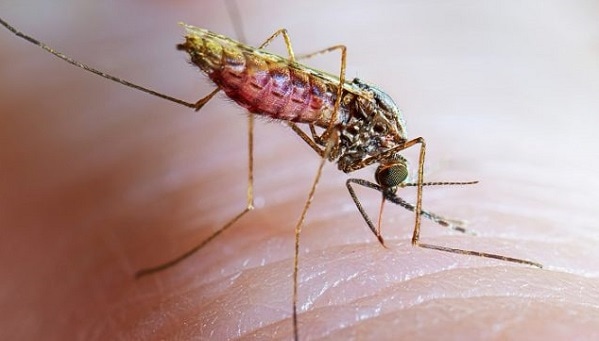 Anopheles stephensi taking a blood meal.