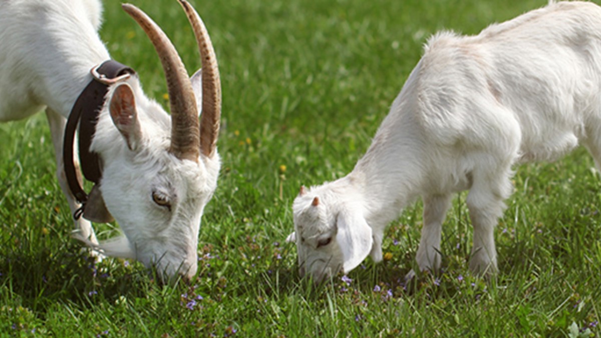 Two goats grazing on grass in a field.