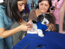 a vet gives a dog a rabies shot while its owner looks on