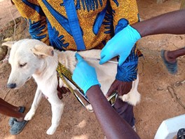 white dog being held while gloved hands hold a syringe to its back to vaccinate it for rabies