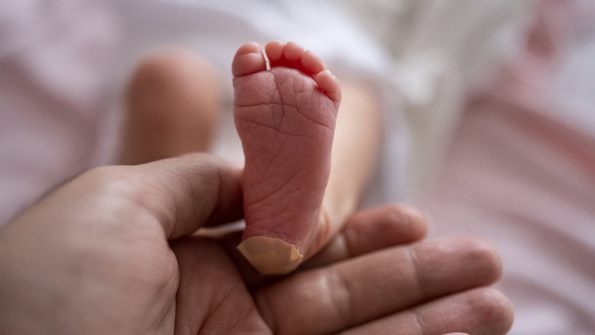 A baby's foot with a bandage on their heel after having a heel stick newborn screening test