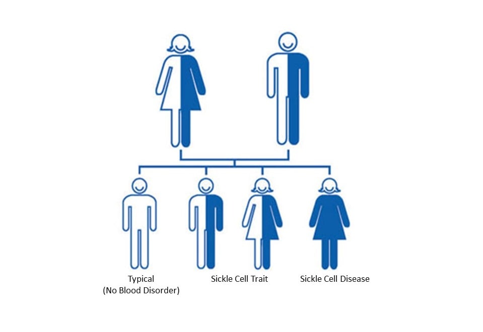 If both parents have SCT, there's a 1 in 2 chance the child will have SCT. There's also a 1 in 4 chance the child will either (A) be unaffected or (B) have SCD.