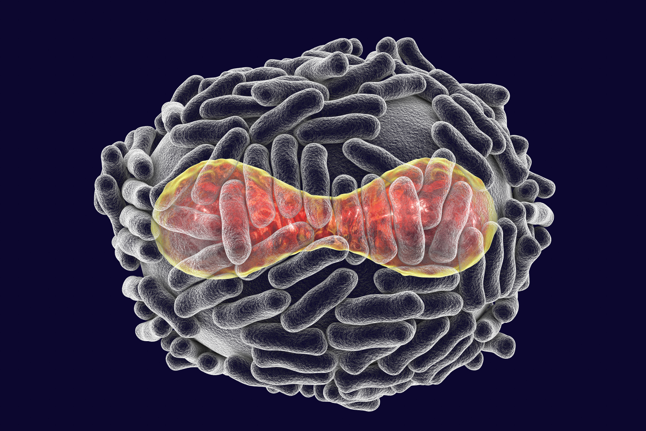 Variola virus, a virus from Orthopoxviridae family that causes smallpox, highly contagious disease eradicated by vaccination, 3D illustration