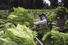 Fotograf%26iacute;a de un trabajador en el campo