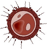 photo de un esperma que fertiliza un %26oacute;vulo