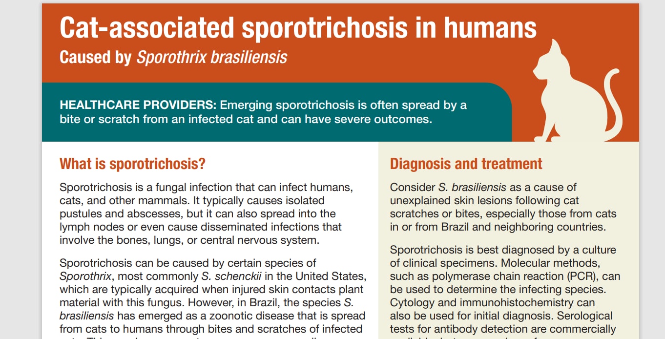 information on cat-associated sporotrichosis for healthcare providers