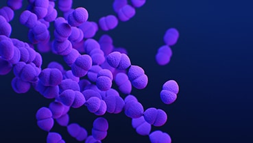 A computer-generated image of Streptococcus pneumoniae, which are also called pneumococcus.