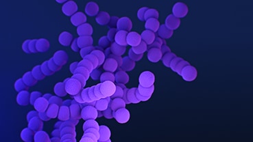 A computer-generated image of Streptococcus pyogenes, which are also called group A strep bacteria.