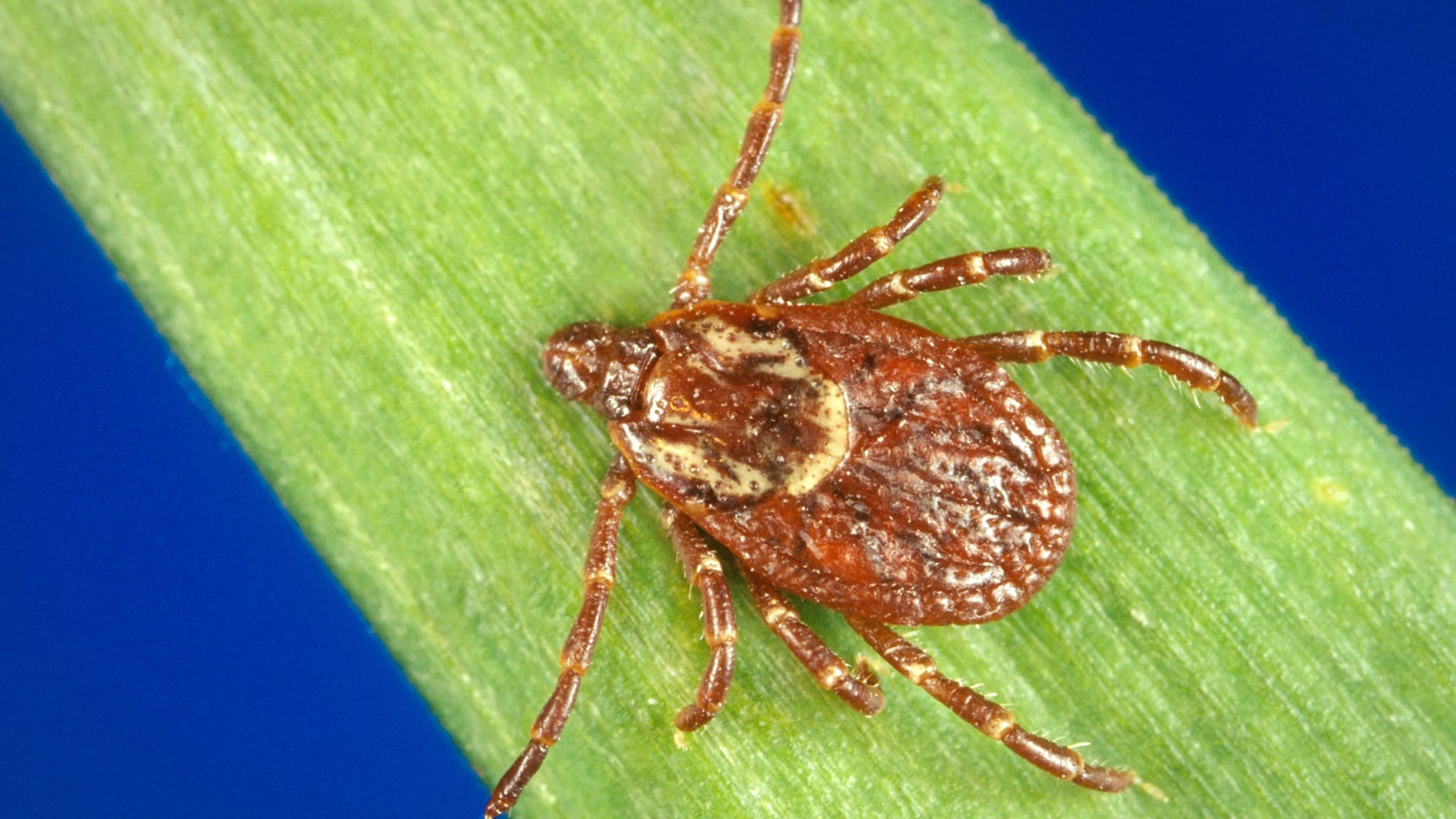 Dermacentor variabilis, American dog tick, on a blade of grass