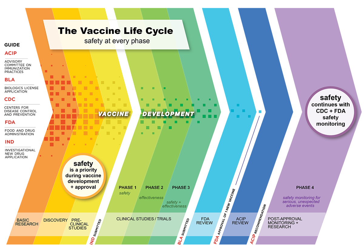 Infographic of vaccine life cycle, including vaccine development steps.