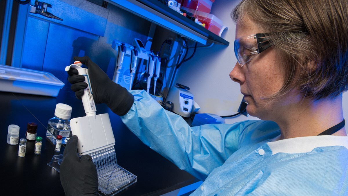 Vector-borne disease researcher performing diagnostic test.