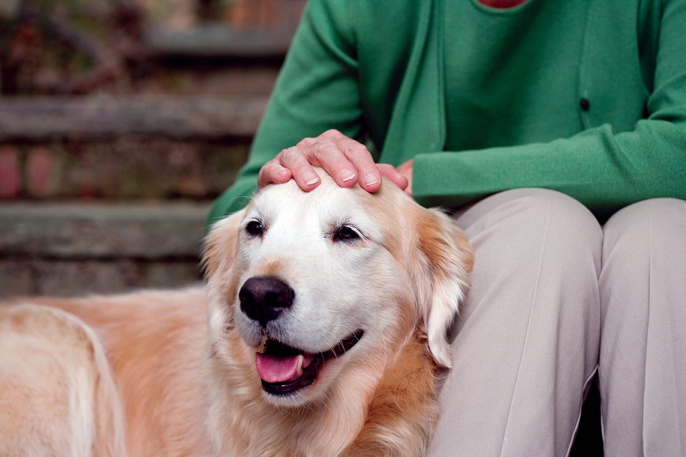 Photo of person petting a dog